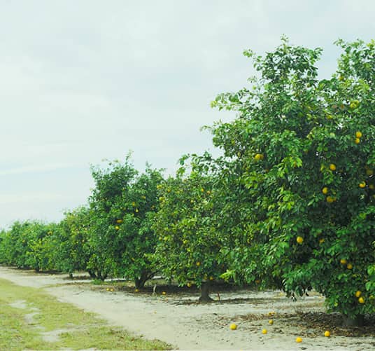 Florida Citrus Industry.jpg